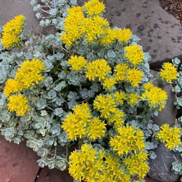 Очиток Кейп Бланко (Sedum Cape Blanco)