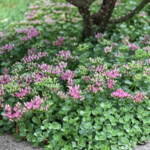 Очиток Эверса (Sedum Ewersii)