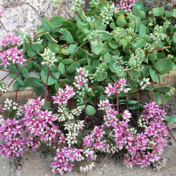 Очиток Эверса (Sedum Ewersii)