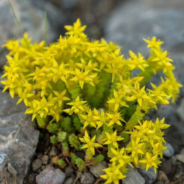 Очиток едкий (Sedum Acre)