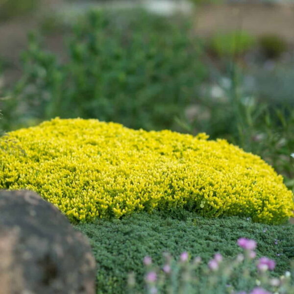 Очиток едкий (Sedum Acre)